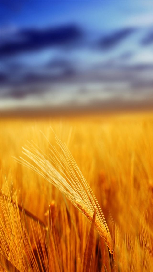 Grain Field Depth Of Field iPhone 8 wallpaper 