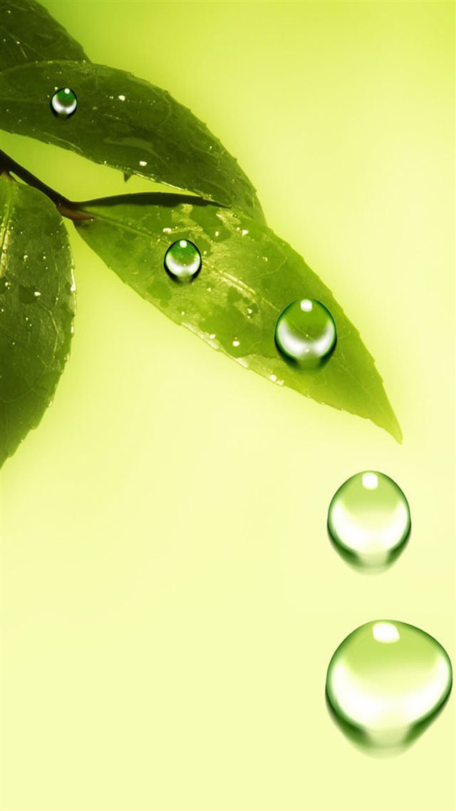 Green Leaf And Water Drops iPhone 8 wallpaper 