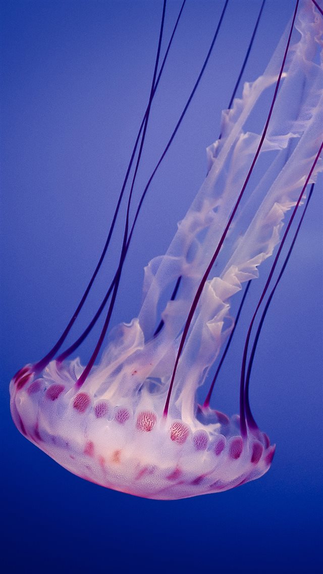 Jellyfish Undersea Macro iPhone 8 wallpaper 