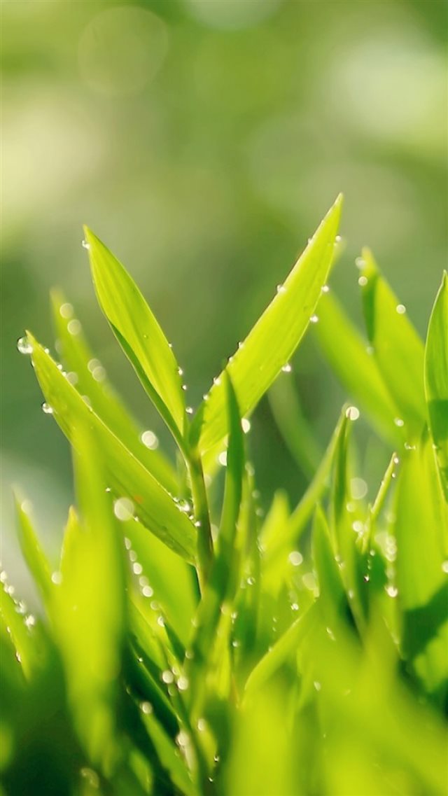 Morning Dew Leaf Macro iPhone 8 wallpaper 