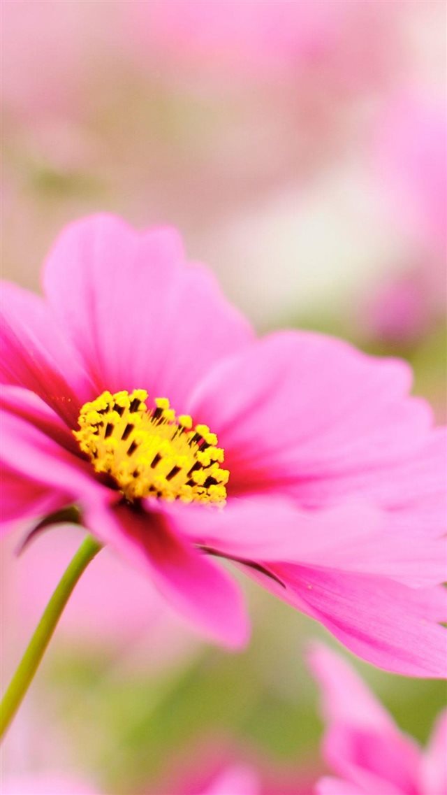 Pink Dahlia Macro Flower  iPhone 8 wallpaper 