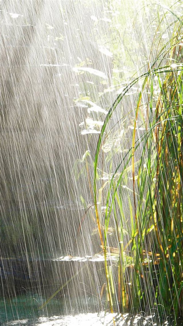 Nature Summer Rain Scene iPhone 8 wallpaper 