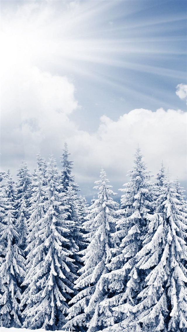 Sun Shine Over Winter Pine Forest  iPhone 8 wallpaper 