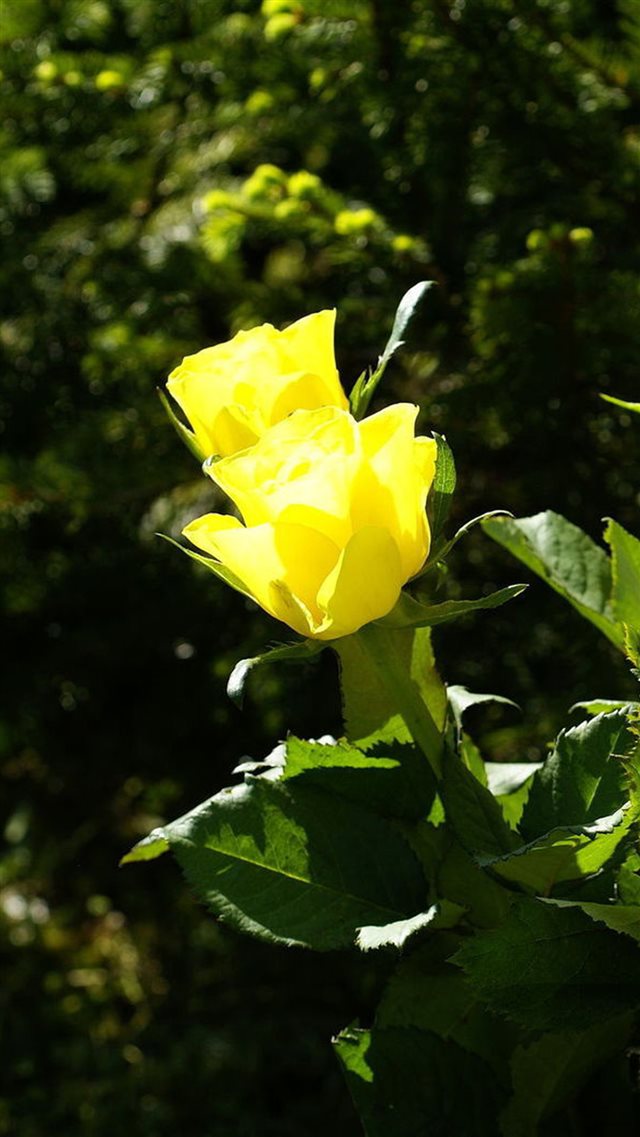 Sunshine Yellow Rose Macro iPhone 8 wallpaper 