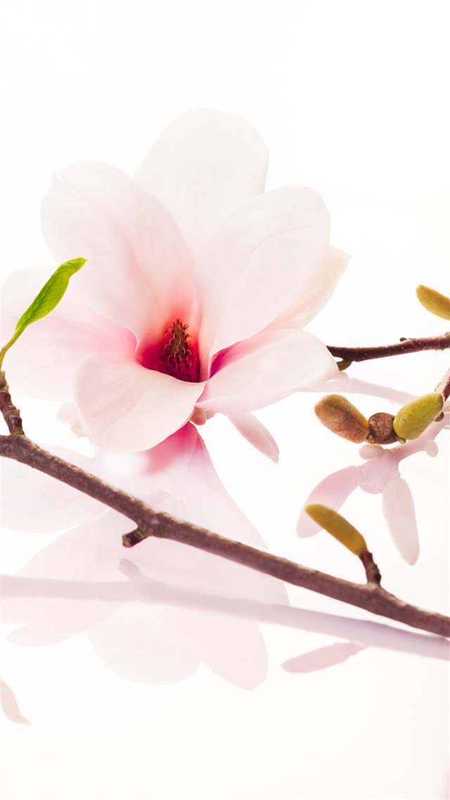 The Most Elegant Flower Macro iPhone 8 wallpaper 