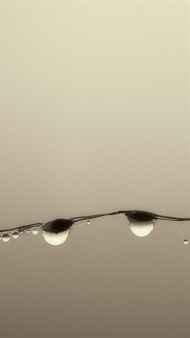 Water Drops Grass Blade iPhone 8 wallpaper 