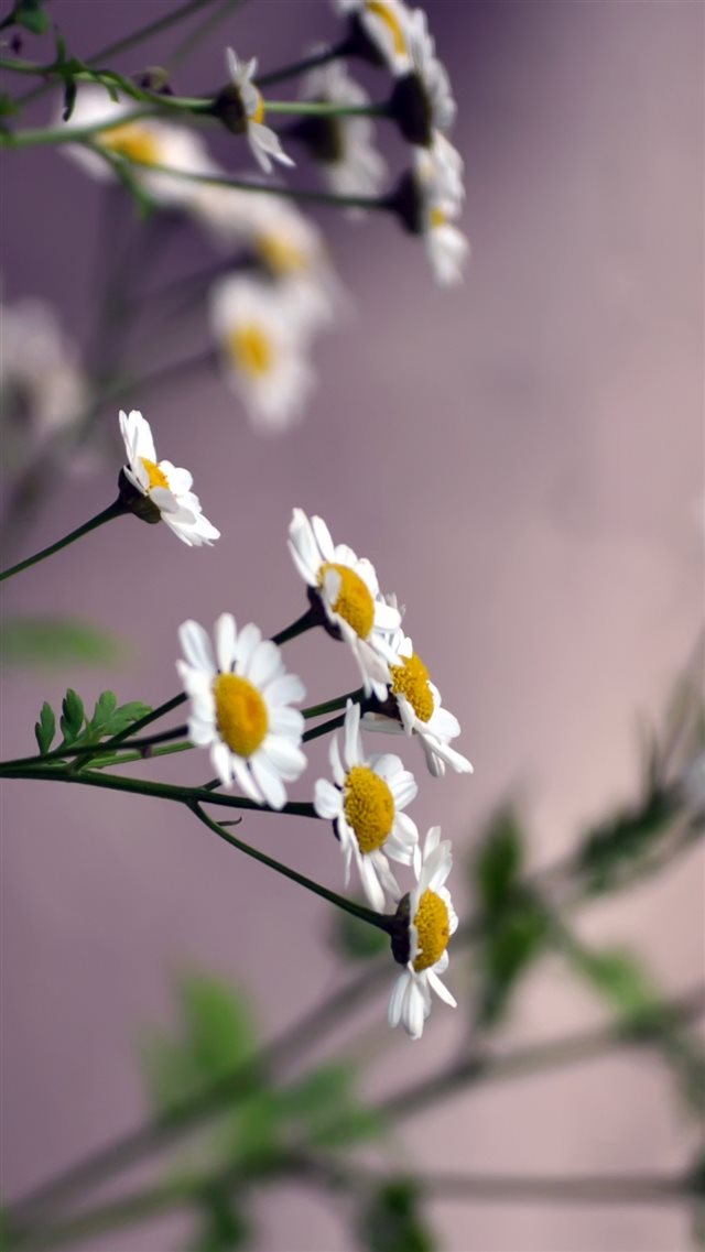 Flowers Daisies Blurring iPhone 8 wallpaper 