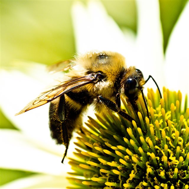 Working hard Bee On Flower Macro iPad wallpaper 