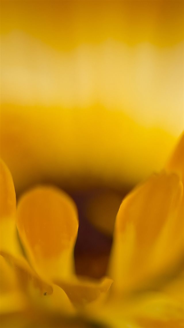 Macro Petals Flower Yellow iPhone 8 wallpaper 