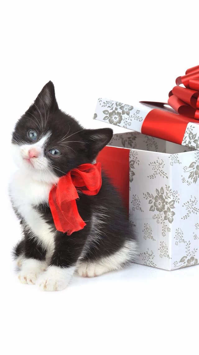 Christmas Kitten Present iPhone 8 wallpaper 