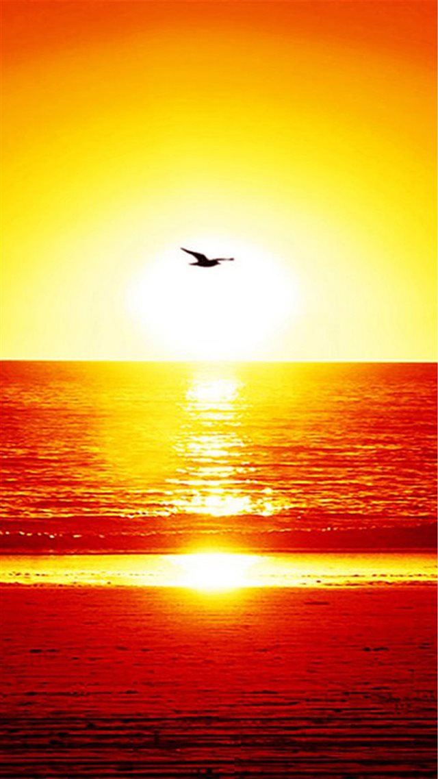 Nature Splendid Sunset Seagull Over Sea iPhone 8 wallpaper 