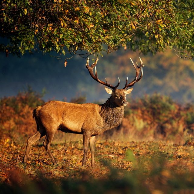 Big Deer Under Tree iPad wallpaper 