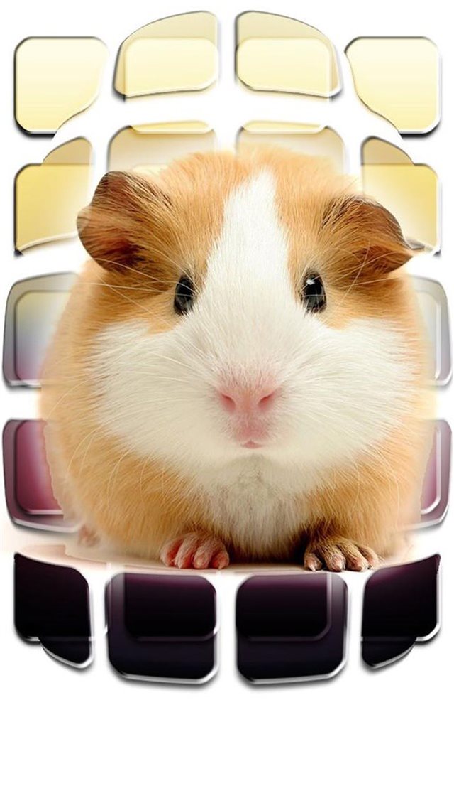 Cute Little Rat Macro iPhone 8 wallpaper 
