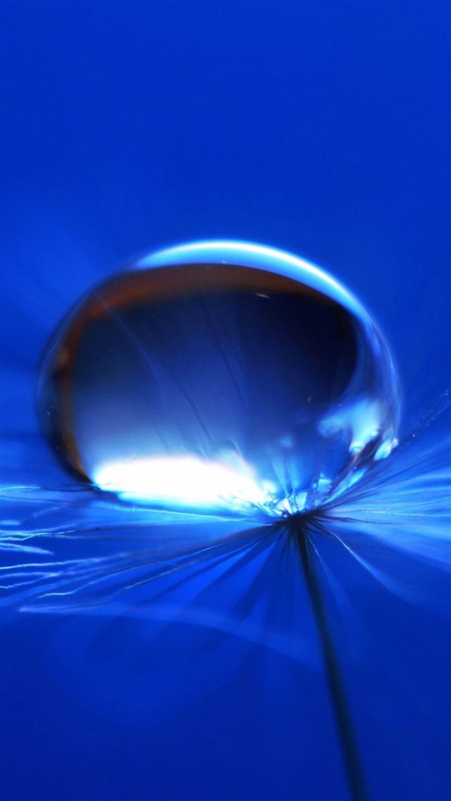 Macro Pure Dandelion Water Drop iPhone 8 wallpaper 