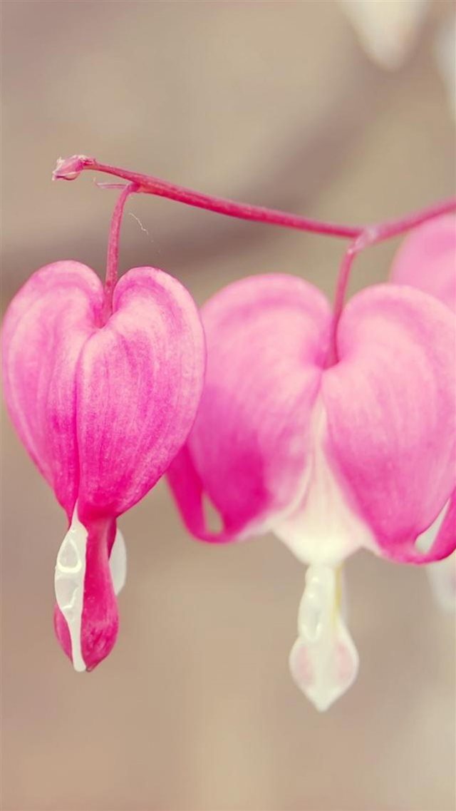 Pink Flower Petal Macro iPhone 8 wallpaper 