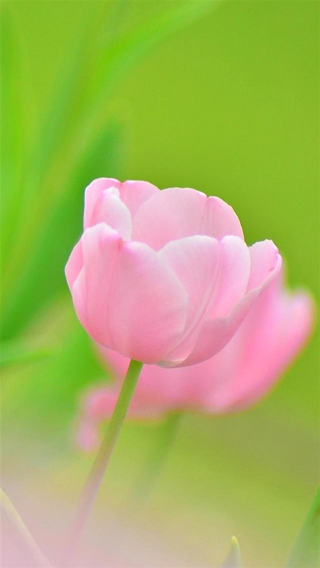 Pink Flower Bokeh Macro iPhone 8 wallpaper 
