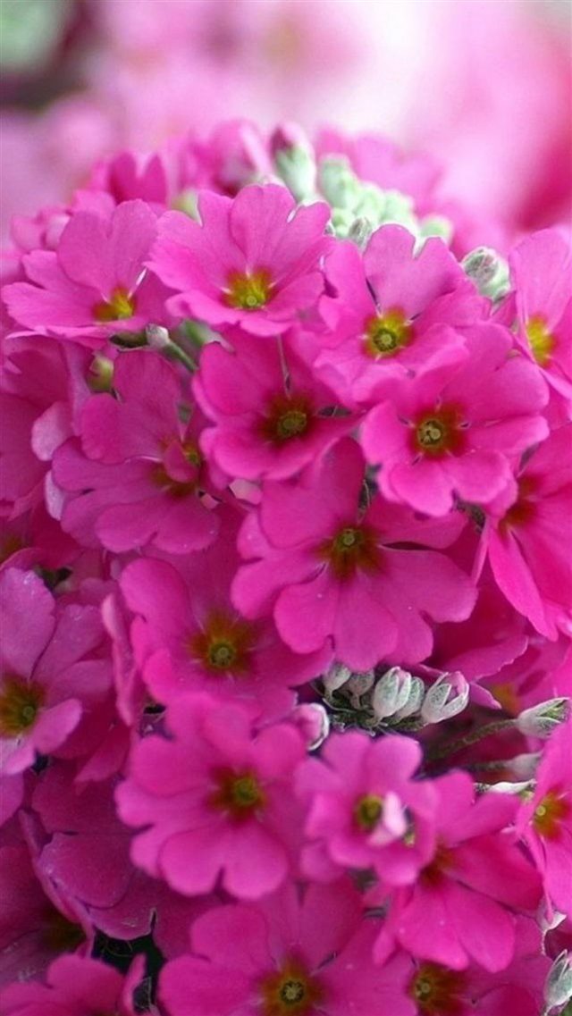 Pink Flower Bouquet Macro iPhone 8 wallpaper 