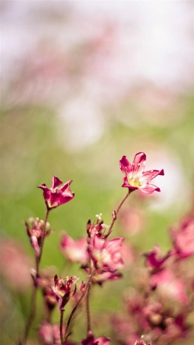 Nature Bokeh Flower Bunch iPhone 8 wallpaper 