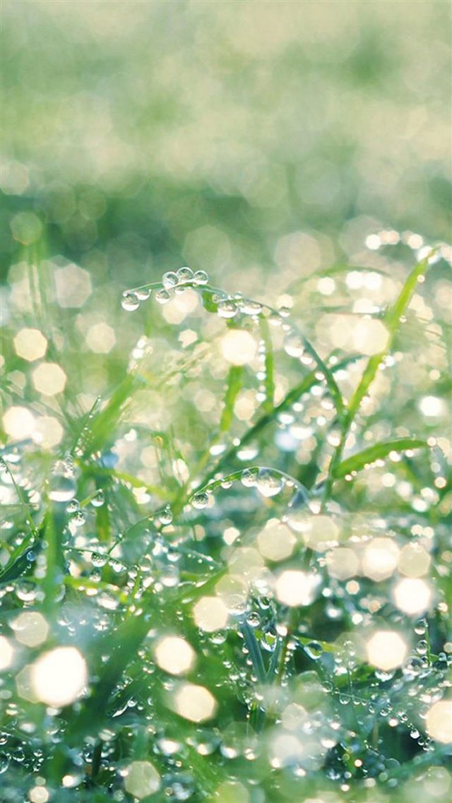 Sunshine Grass Leaf Dew iPhone 8 wallpaper 