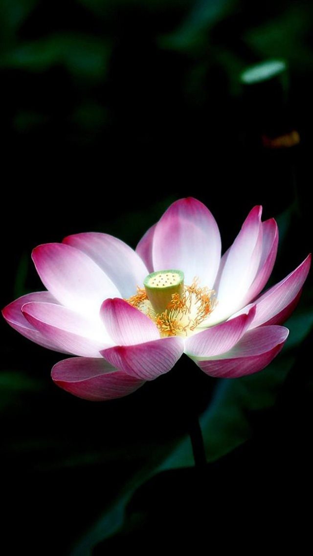 Macro Lotus Flower iPhone 8 wallpaper 