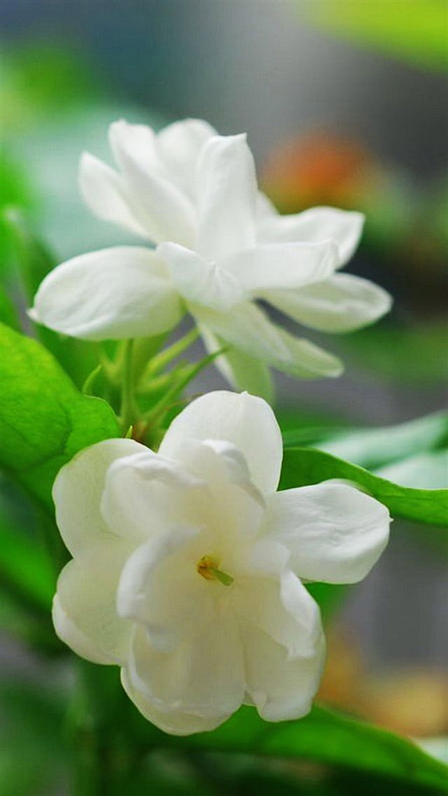 Jasmine Flower Macro iPhone 8 wallpaper 