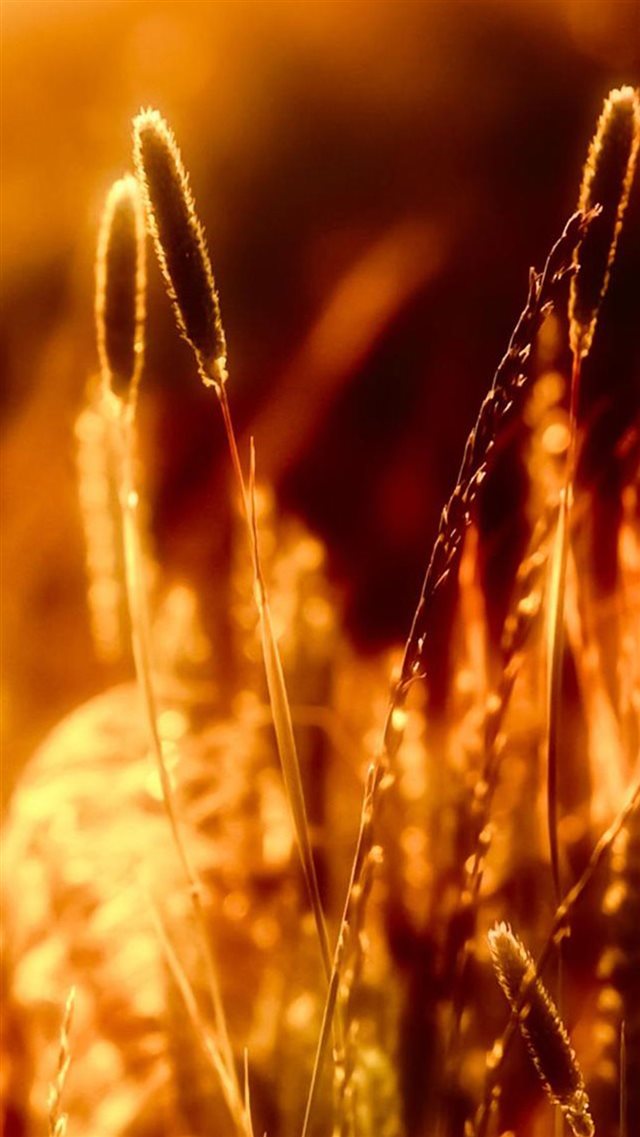 Nature Sunset Golden Rice Wheat iPhone 8 wallpaper 