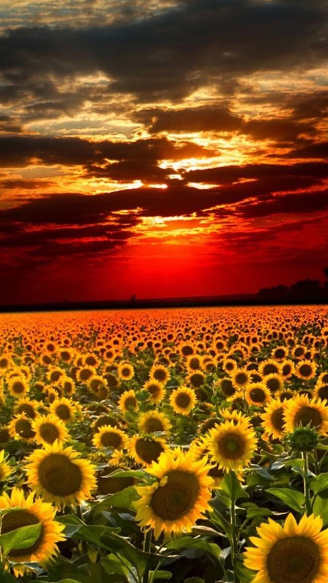 Nature Sunflower Field Landscape iPhone 8 wallpaper 