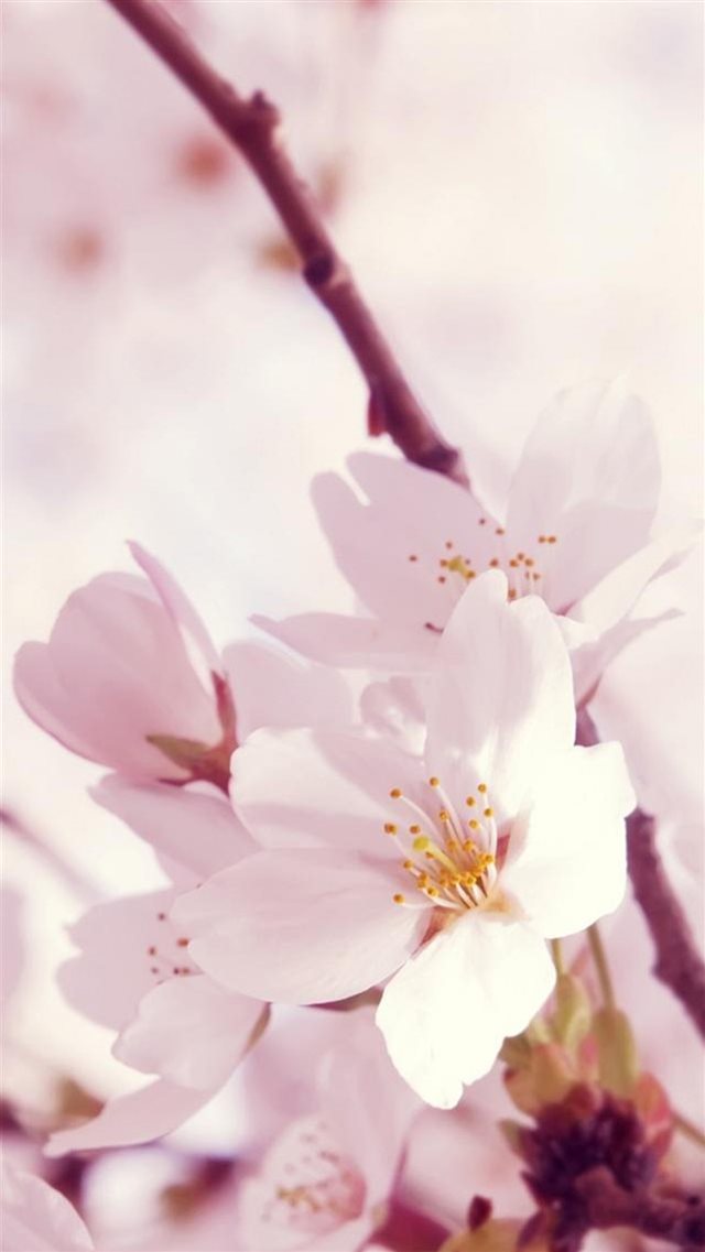Nature Sunshine Bright Flower Bunch iPhone 8 wallpaper 