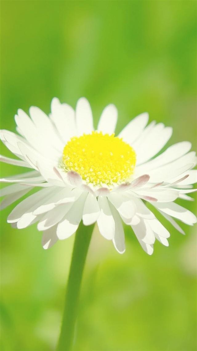 Sunny Daisy Flower Macro iPhone 8 wallpaper 
