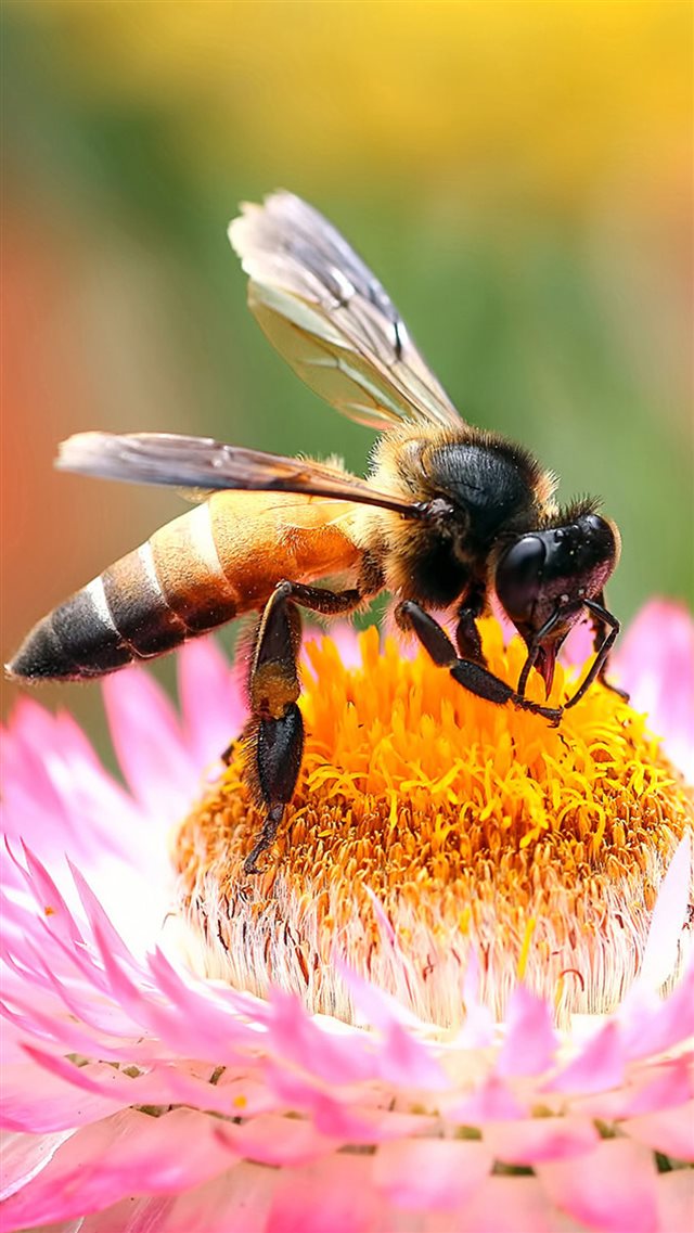 Macro Bea Honey On  Flower iPhone 8 wallpaper 