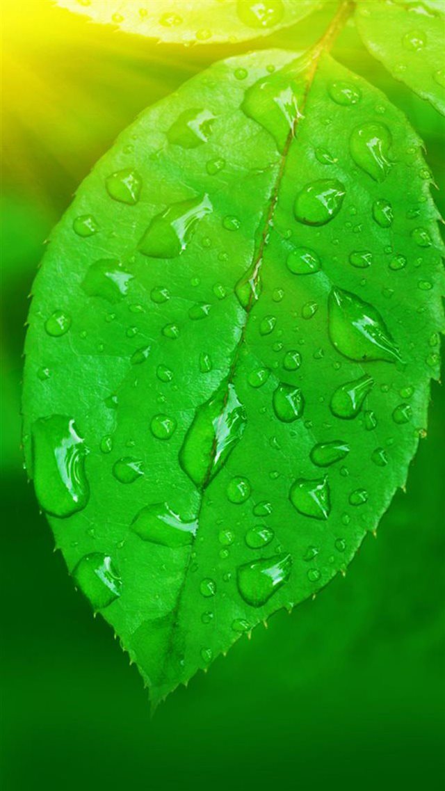 Nature Vitaliy Green Leaf Macro iPhone 8 wallpaper 