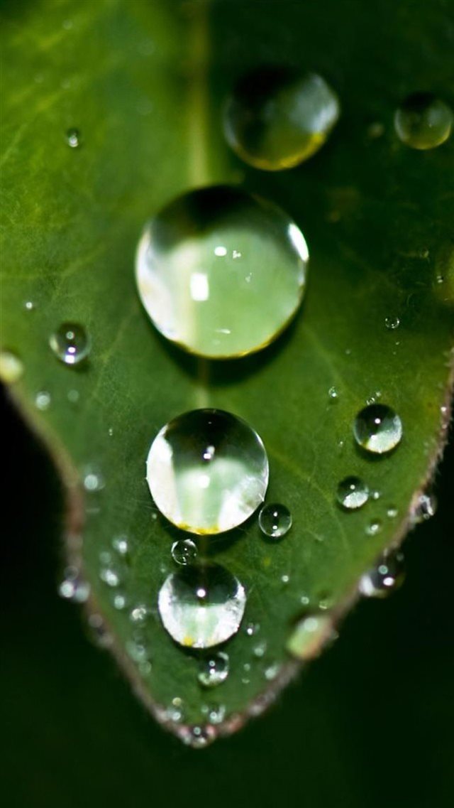 Falling Water Drop On Leaf iPhone 8 wallpaper 