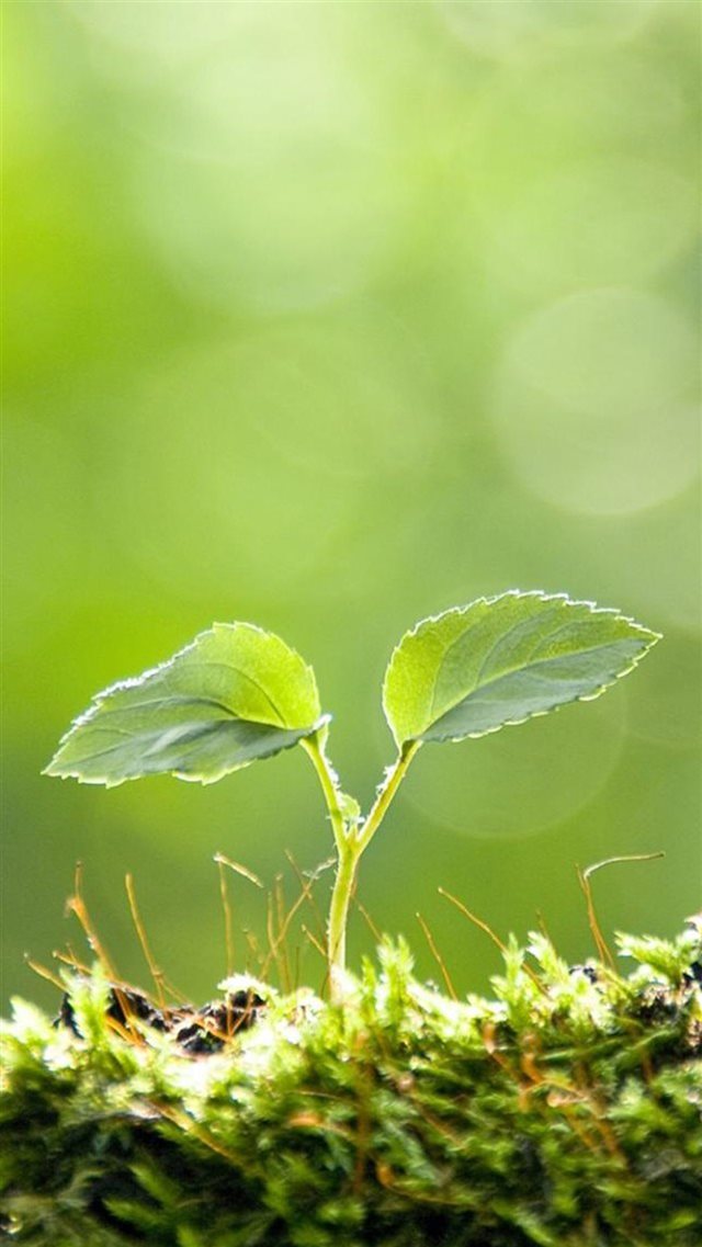 Cyan Bud Leaf Macro  iPhone 8 wallpaper 