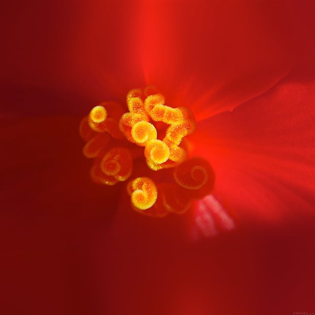 Beautiful Nature Spring Red Flower Zoom iPad wallpaper 