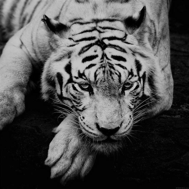 Dark Tiger Animal Grayscale iPad wallpaper 