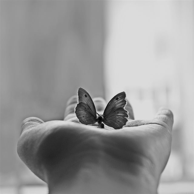 Butterfly Love In Hand Animal iPad wallpaper 