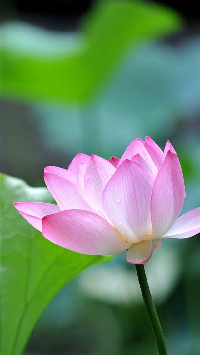 Fresh Lotus Bokeh Macro iPhone 8 wallpaper 