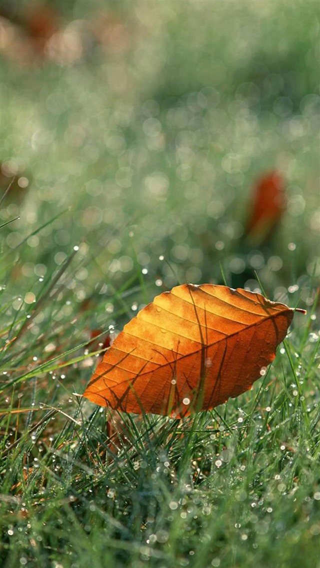 Brown Fall Leaf On Dew Grassland iPhone 8 wallpaper 