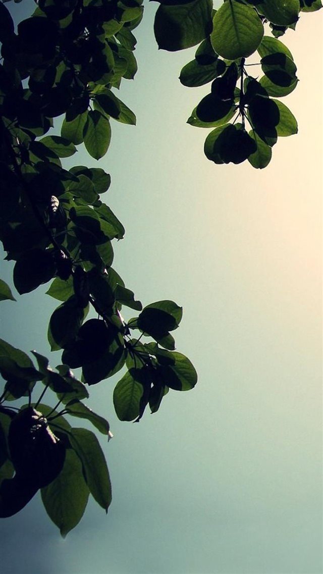 Nature Sunny Bright Plant Branch iPhone 8 wallpaper 