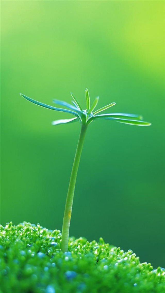 Nature One Green Plant Bud iPhone 8 wallpaper 