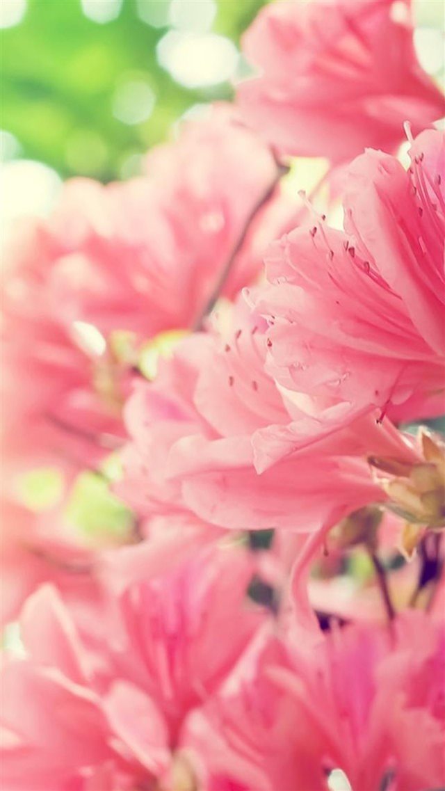 Nature Blossom Flower Bunch iPhone 8 wallpaper 