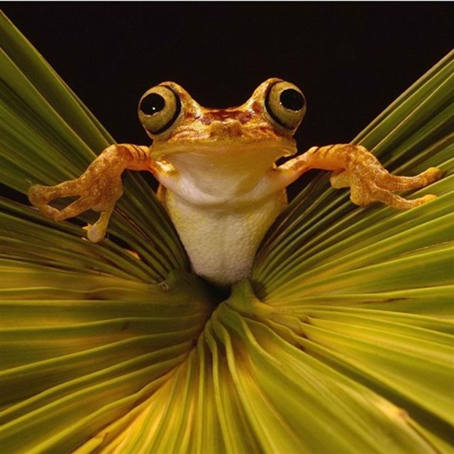 Frog Stare Macro iPad wallpaper 