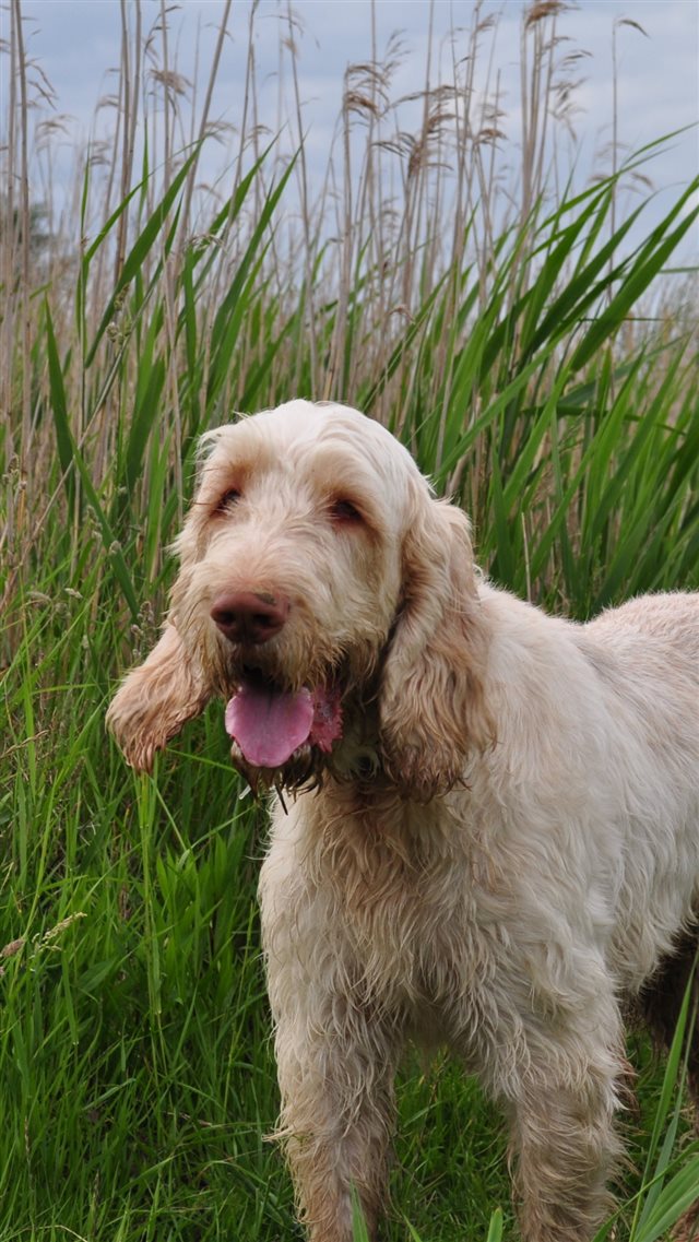 Italian Spinone Wirehaired Hunting Breed Dog iPhone 8 wallpaper 