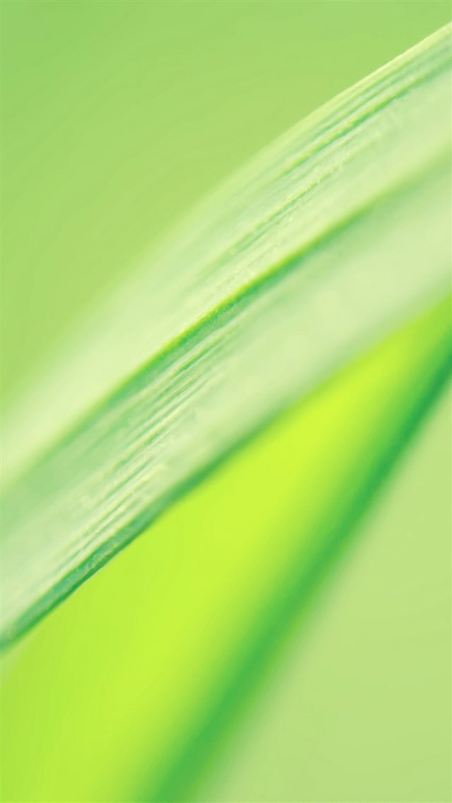 Fresh Leaf Macro iPhone 8 wallpaper 