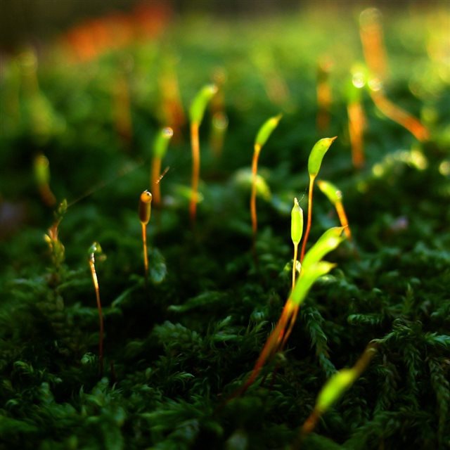 Nature Vitality Moss Macro iPad wallpaper 