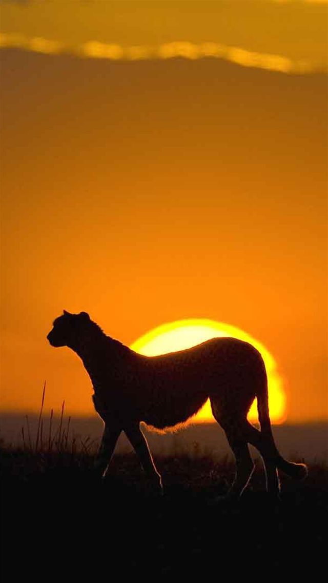 African Leopard Sunset Grassland Landscape iPhone 8 wallpaper 