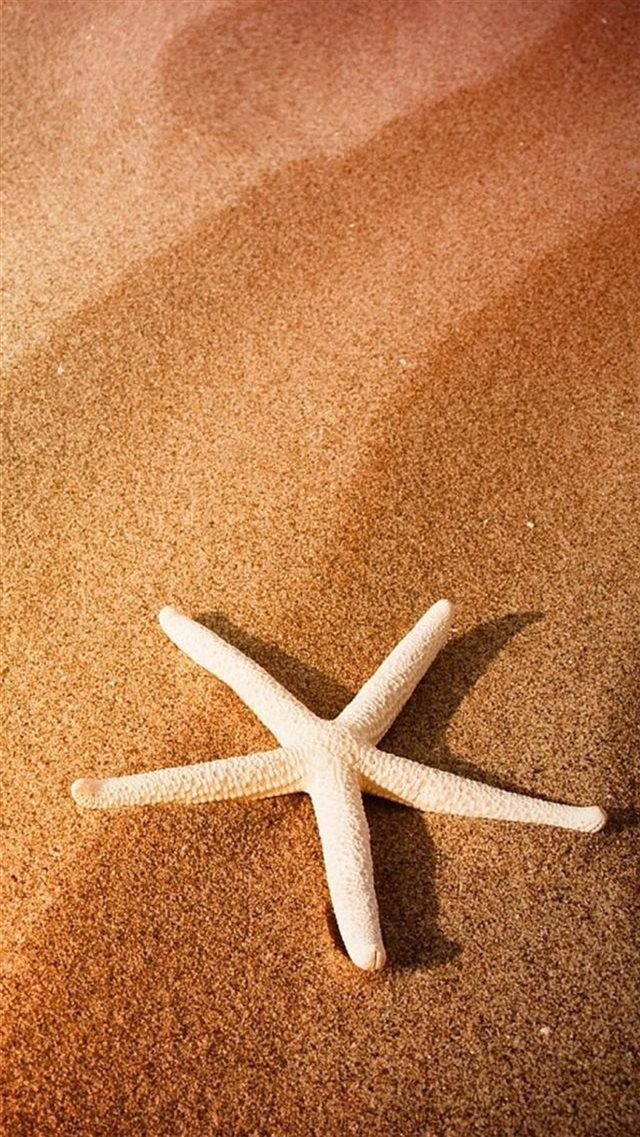 Pure Simple Seaside Beach Starfish Macro iPhone 8 wallpaper 