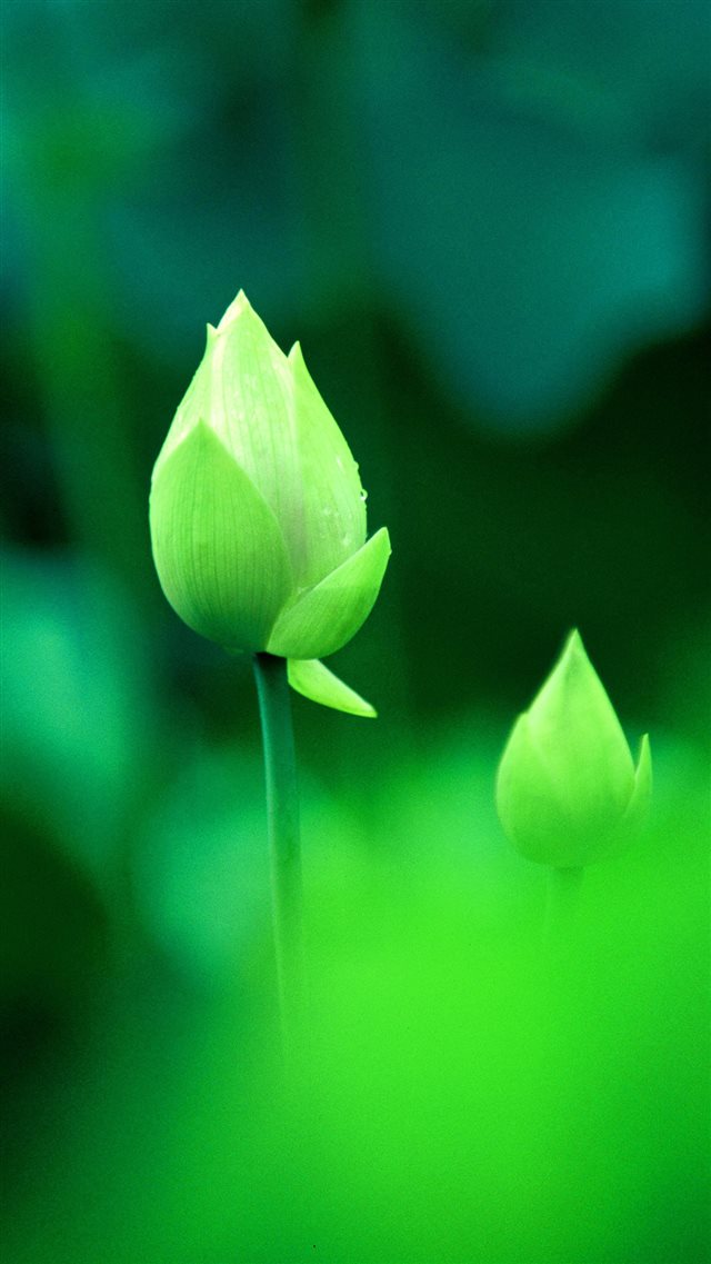 Fresh Green Lotus Bud Macro Bokeh iPhone 8 wallpaper 