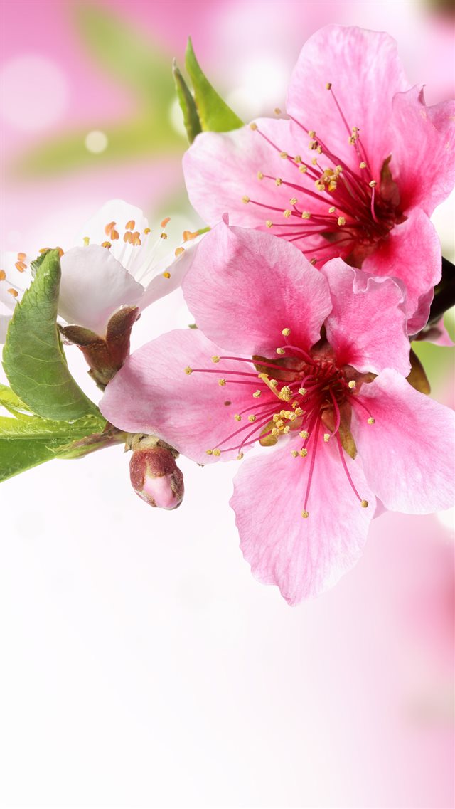 Spring Plum Blossom Branch Macro iPhone 8 wallpaper 