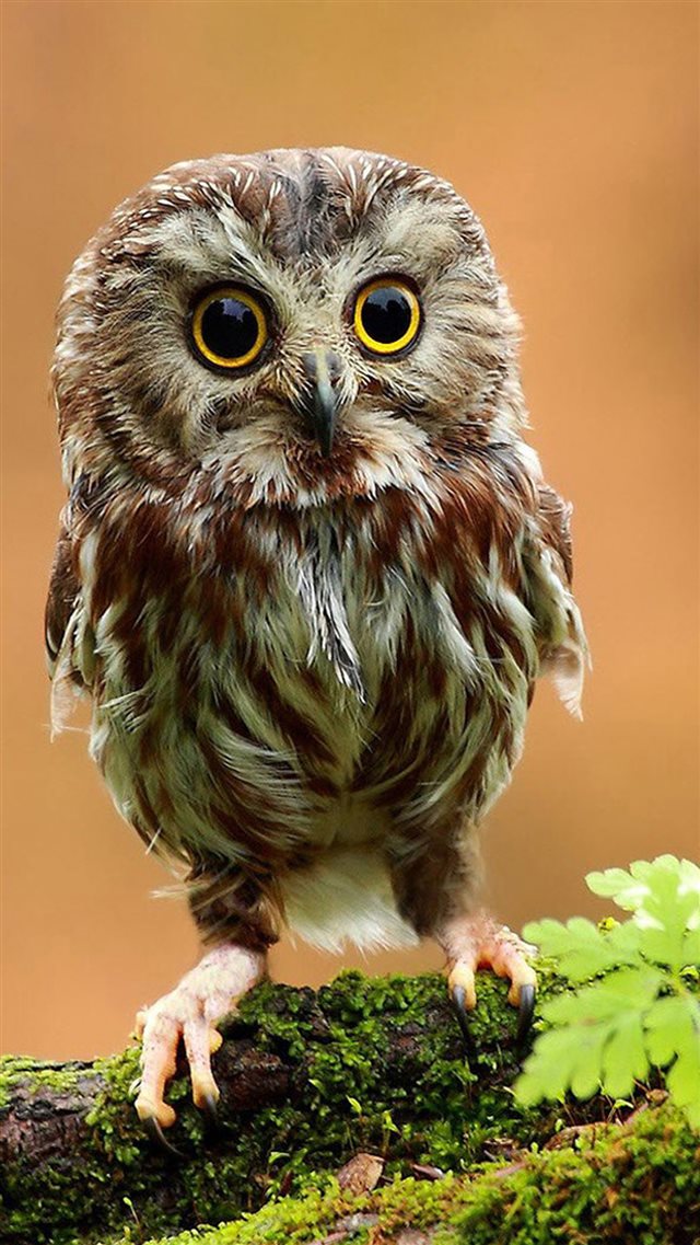 Little Owl In God's eyes iPhone 8 wallpaper 